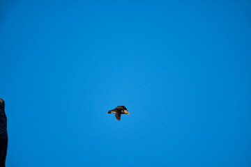 Cute and adorable Puffin, fratercula, flying in Norway.