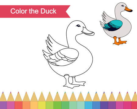 Coloring page for duck vector illustration. Kindergarten children Coloring pages activity worksheet with cute duck cartoon.
duck isolated on white background for color books.