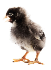 Isolated Dominique chicken chick