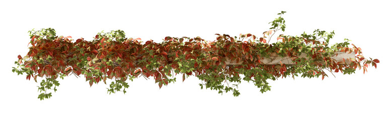 red leaves isolated on white