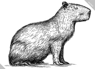 Vintage engraving isolated capybara set illustration rodent ink sketch. Gnawer background silhouette art. Black and white hand drawn vector image