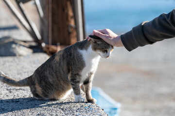 ネコの頭を撫でる人