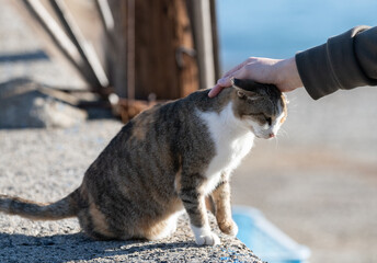 ネコの頭を撫でる人