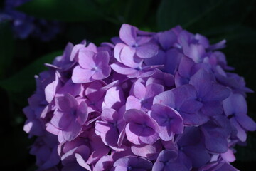 紫の紫陽花