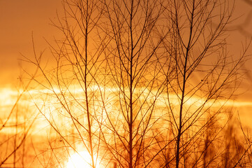 Bare tree branches at sunset in winter