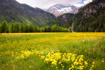 Green meadow with flowers in mountain valley in summer