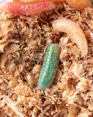 Green maggots in sawdust. Macro