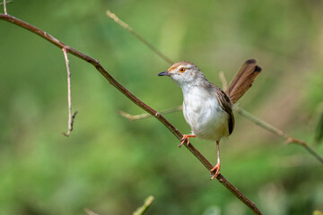 Colorful background with an exotic bird. Graceful prinia, Prinia gracilis