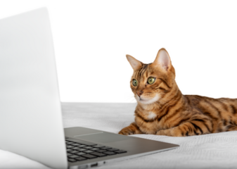 A domestic cat looks at a laptop screen on a transparent background.