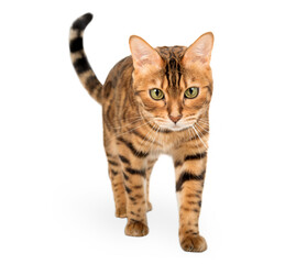 Bengal cat walks towards the camera, isolated on a transparent background.