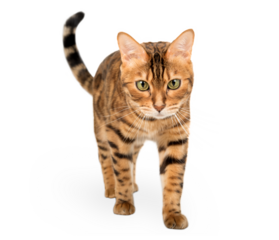 Bengal cat walks towards the camera, isolated on a transparent background.