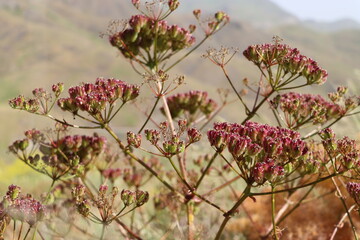 flowers in the spring