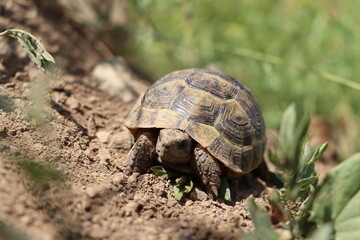 turtle on the grass