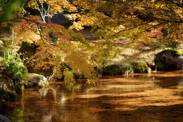 日本庭園を彩る紅葉