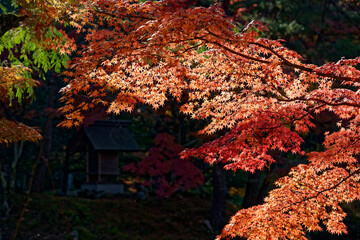 日本庭園を彩る紅葉