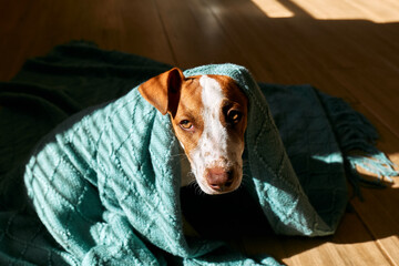 Funny jack russell terrier dog sitting and looking at camera, wrapped in a turquoise knitted plaid...