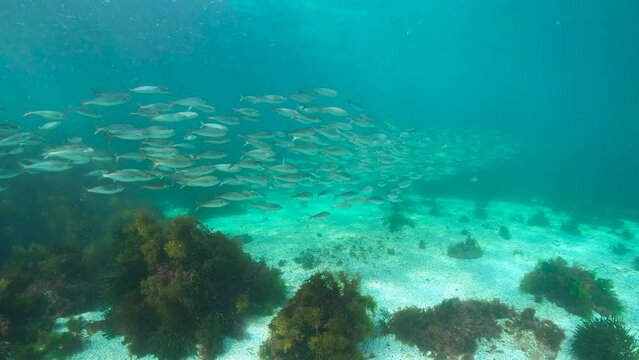 A school of fish (bogue Boops boops) underwater in the Atlantic ocean, natural scene, Spain, Galicia, Rias Baixas, 59.94fps