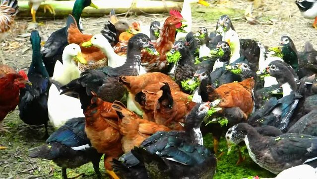 Duck and Chicken free range farming. Eating moments of China duck, Bangle duck, Beijing duck, Broiler chicken, Bangle chicken, Sonali chicken Beside a village forest, Nice nature 4k landscape view.