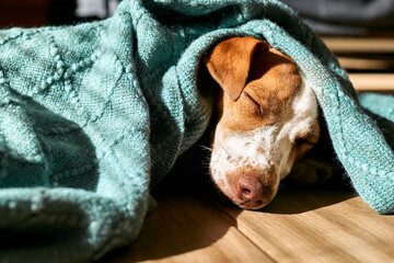Young dog jack russell terrier sleeping under turquoise knitted plaid on the parquet floor in sunny...