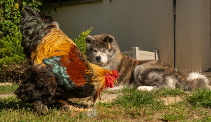 portrait en extérieur d'un chien akita regardant un magnifique coq passant devant le chien