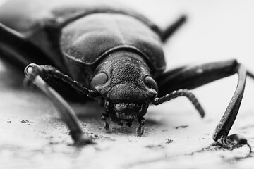 black beetle macro - obrazy, fototapety, plakaty