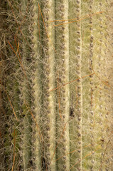 Surface of cactus with large number needles closeup