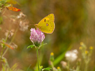portrait macro d'un joli papillon jaune et mauve dans une formidable nature 