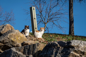 Stray cats resting in the sun in the city of León, Spain. © LFRabanedo