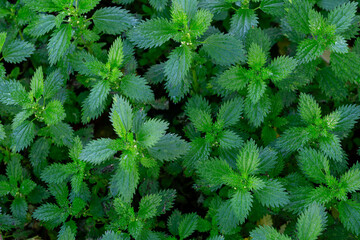 Urtica urens. Lesser nettle plants in autumn with their stinging hairs. - obrazy, fototapety, plakaty