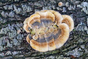 Polyporus versicolor fungus on the trunk of a fruit tree. Trametes versicolor.