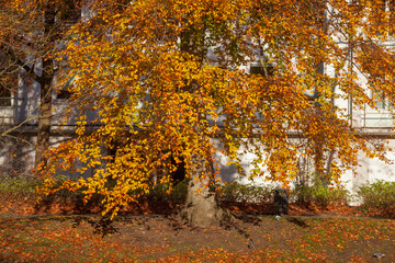 Verfärbtes Herbstlaub, Wohnhäuser, Mehrfamilienhäuser im Herbst, Bremen