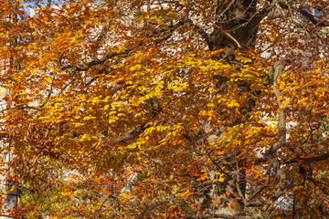 Verfärbtes Herbstlaub, Wohnhäuser, Mehrfamilienhäuser im Herbst, Bremen