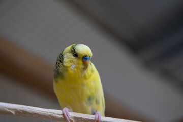 funny parrot.pet parrot.cute budgerigar.ornithology.love and care for animals.cage birds.funny birds.little bird.smart talking parrot.beautiful pet portrait.Beautiful feathers.Love for animals