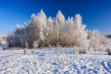 Beautiful frozen trees in the forest during winter in Poland - obrazy, fototapety, plakaty