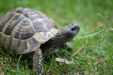 Schildkröte fotografiert in Sveti Naum, Ohrid, Mazedonien (Свети Наум, Shën Naum) 