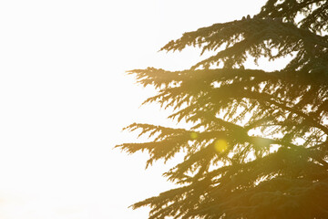 The sun setting through the branches of the pine tree