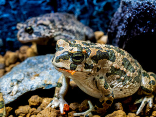 エジプトミドリヒキガエル