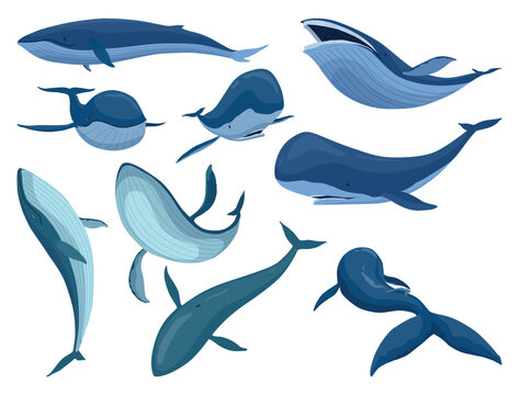 Set of blue whale, aquatic mammals. Awesome marine animals. Cartoon vector graphics. Isolated drawing illustration on white background