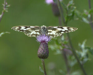 Motyl z łąki kwietnej.