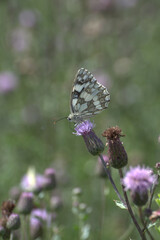 Motyl z łąki kwietnej.