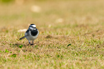 Obraz premium ハクセキレイ