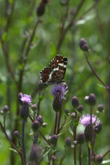 Motyl z łąki kwietnej.