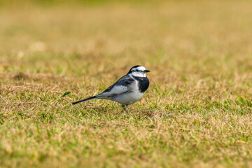 地面を歩くハクセキレイ