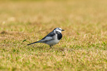 地面を歩くハクセキレイ
