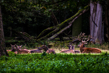 Familie von Hirschen und Rehen im Wald