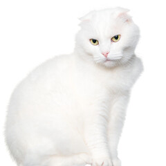 Portrait of a white lop-eared cat