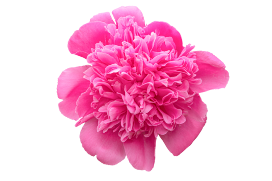 The flower of a large peony. Isolated