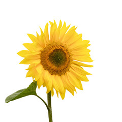 Sunflower. Isolated