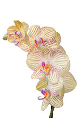 Orchid branch. Isolated. Phalaenopsis