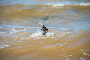 Doberman dog puppy swims in dirty water during a flood